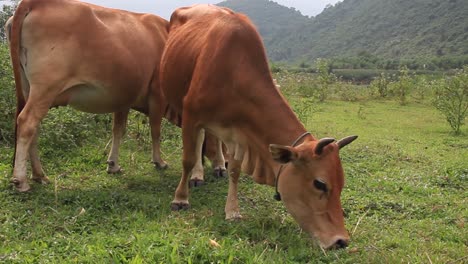 Vietnamese-cow-eating-grass-and-pasture-in-Phong-Nha-Ke-Bang,-North-Vietnam,-on-a-cloudy-and-foggy-day