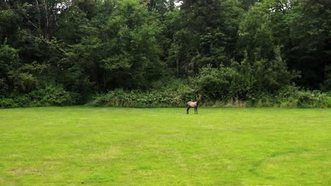 Junger-Elch-Auf-Grasbewachsenem-Boden-In-Dichtem-Wald-Tagsüber