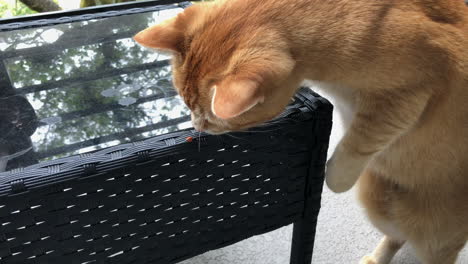 curious adult ginger tabby playfully pawing at a ladybug on an outdoor coffee table