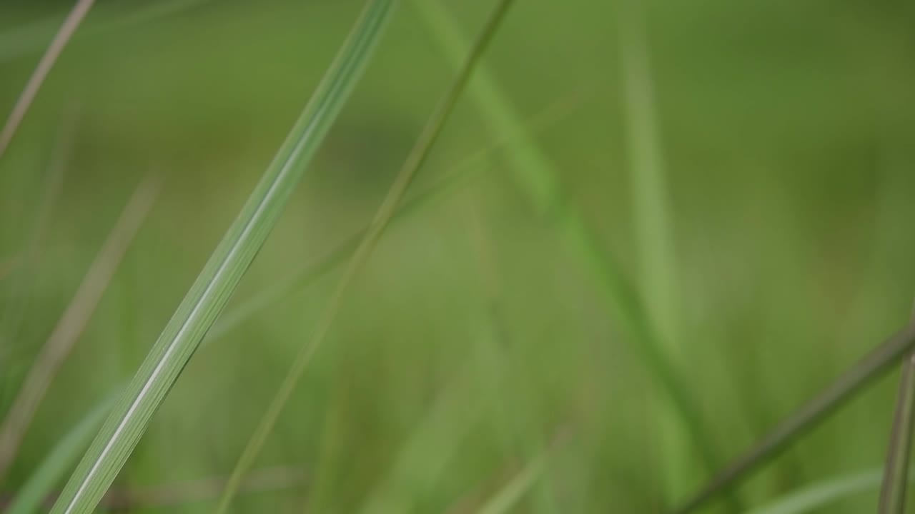 una hierba perenne originaria de asia tropical y subtropical y también introducida en varios países