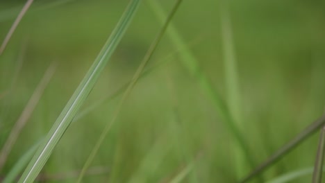 Una-Hierba-Perenne-Originaria-De-Asia-Tropical-Y-Subtropical-Y-También-Introducida-En-Varios-Países