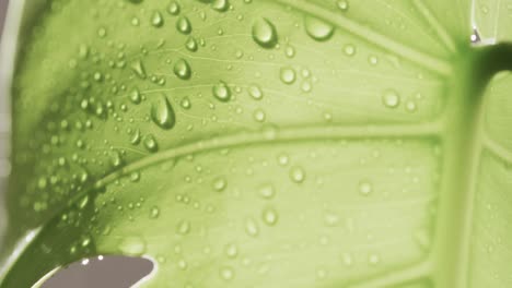 micro video of close up of green leaf with water drops and copy space