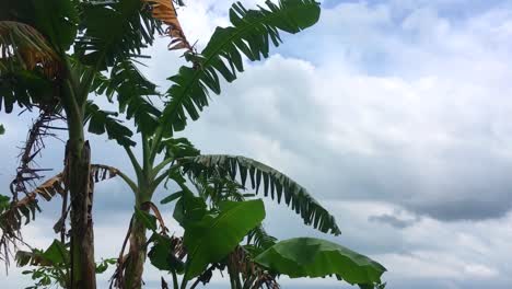 Bio-Bananenblätter-Winken-Mit-Weißer-Wolke-Als-Hintergrund