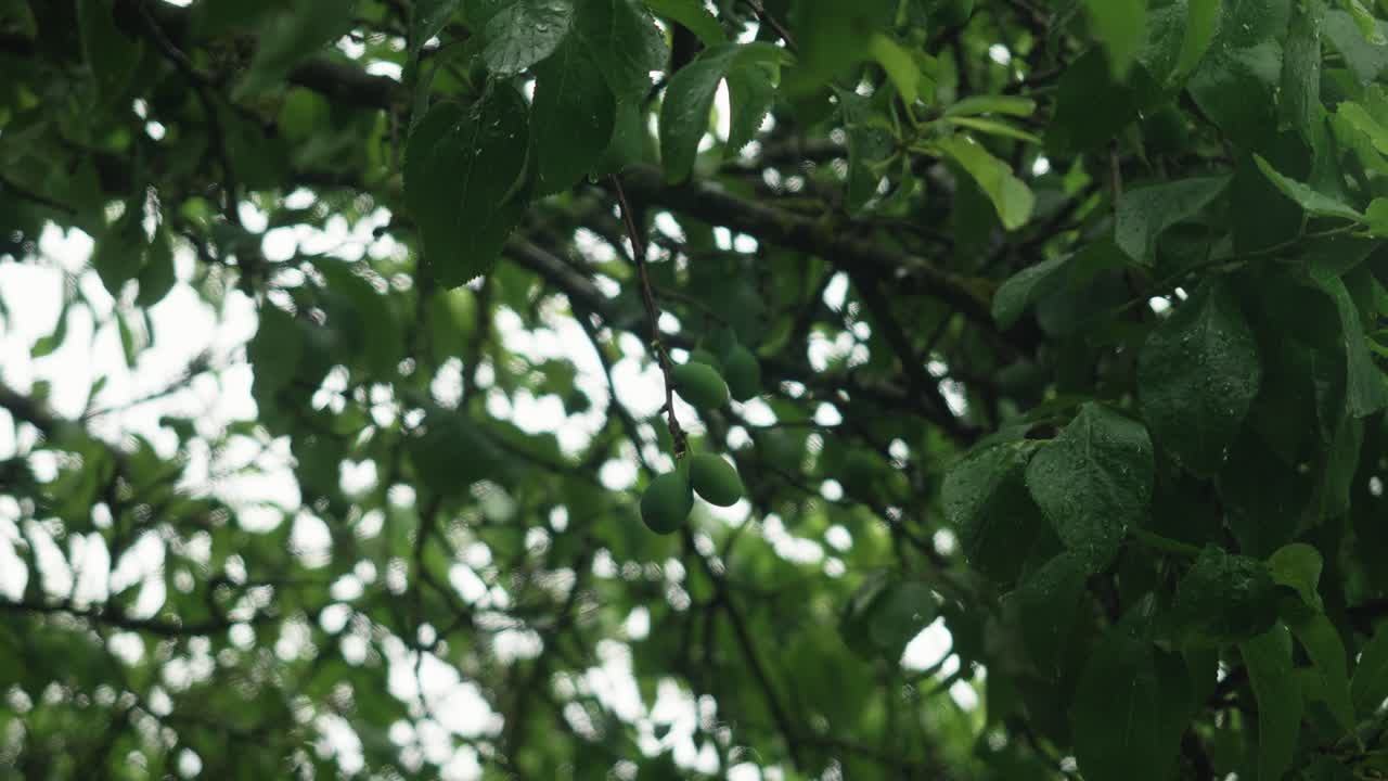 Tree With Hanging Green Leaves and Plums In Garden Covered In Rain Drops. Low Angle