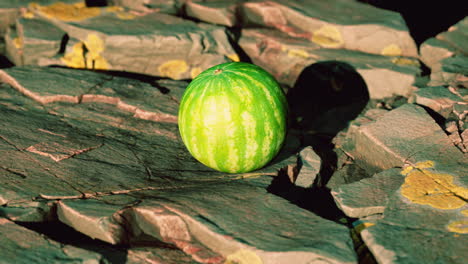 Wassermelonenfruchtbeere-Auf-Felsigen-Steinen