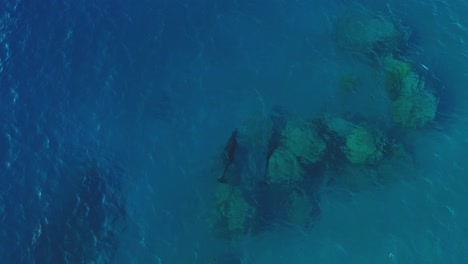 two dark bottlenose dolphins swim calmly in the clear blue waters of the red sea