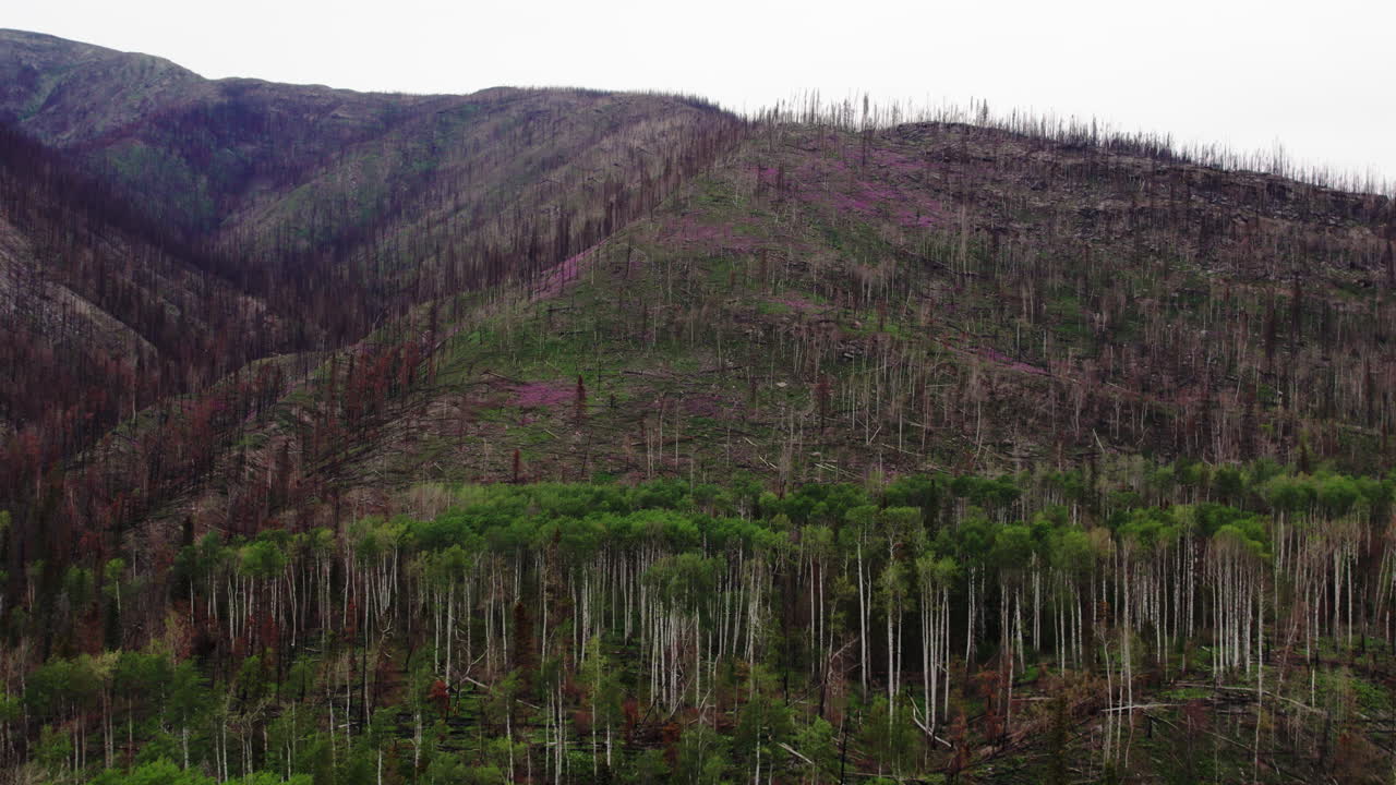 pérdida de hábitat y suelo expuesto en la ladera de la montaña después de devastadores incendios forestales,