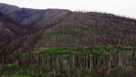 Habitat-loss-and-exposed-soil-on-mountainside-after-devastating-wildfire,-aerial