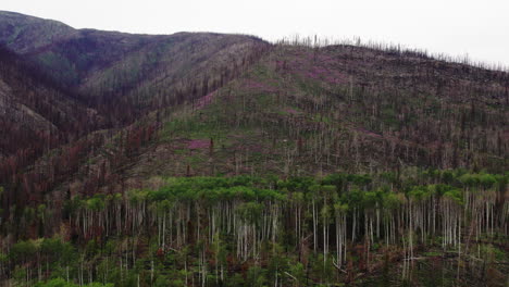 Pérdida-De-Hábitat-Y-Suelo-Expuesto-En-La-Ladera-De-La-Montaña-Después-De-Devastadores-Incendios-Forestales,-Antena