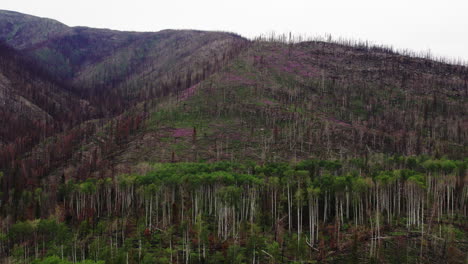 pérdida de hábitat y suelo expuesto en la ladera de la montaña después de devastadores incendios forestales,