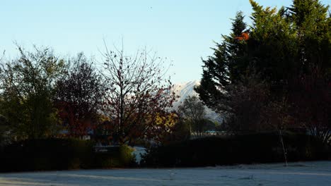 Zeitraffer-Sonnenaufgang-Im-Herbst-In-Einem-örtlichen-Garten-In-Neuseeland,-Frostiger-Boden