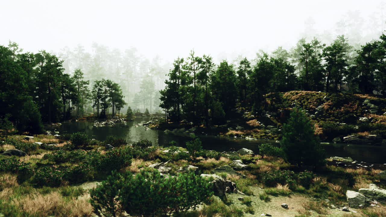 paisaje forestal de niebla