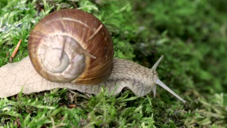 Helix pomatia also Roman snail, Burgundy snail