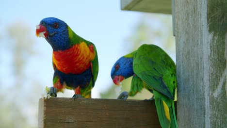 a pair of rainbow lorikeet  eating a small piece of  bread on a stump feeder in lone pine koala sanctuary, australia-closeup shot