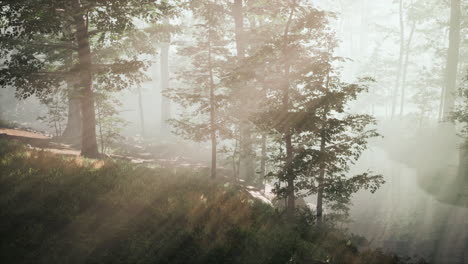 wooded forest trees backlit by golden sunlight