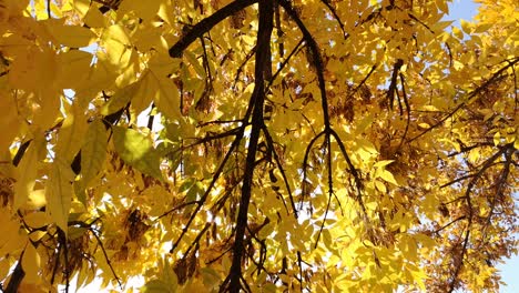 Sun-shining-through-fall-leaves