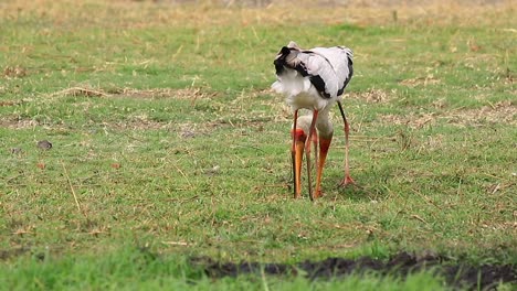 Ein-Paar-Afrikanischer-Gelbschnabelstörche-Pickt-Auf-Dem-Weichen-Savannenboden