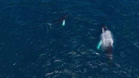 Flight-over-humpback-whale-groups-swimming-near-surface-in-Samana-Bay,-Dominican-Republic