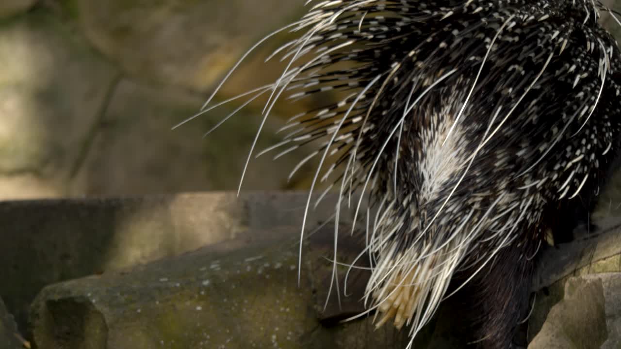 gran puercoespín del cabo escalando rocas en el recinto de cautiverio