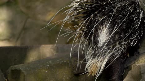 Large-Cape-porcupine-climbing-up-rocks-in-captivity-enclosure