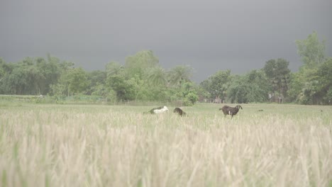 Ziegen-Fressen-Auf-Einem-Feld,-Während-Der-Himmel-Bewölkt-War