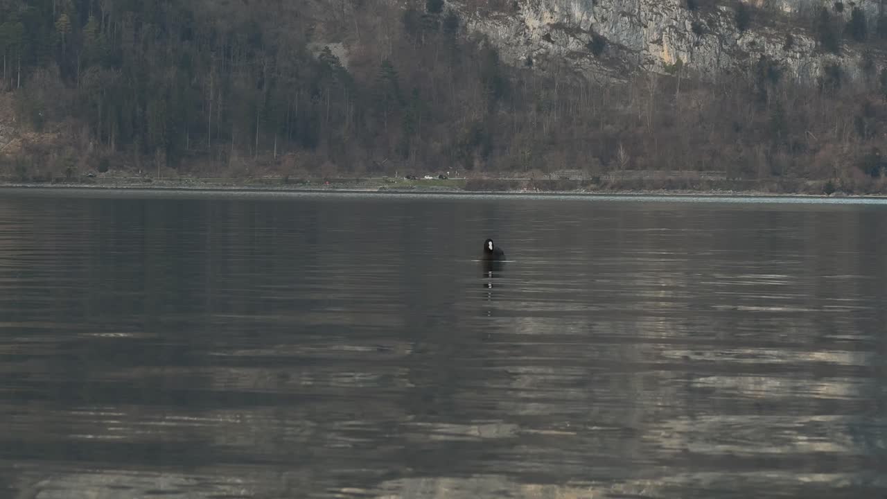 European coot bird over Walensee lake Walen Switzerland fauna nature outdoor