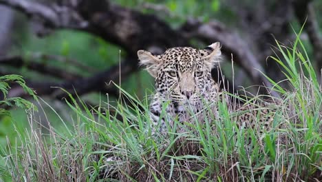 Leopard-Ruht-Sich-Aus-Und-Blickt-Dann-In-Die-Kamera,-Sabi-Sands-Wildreservat-In-Südafrika