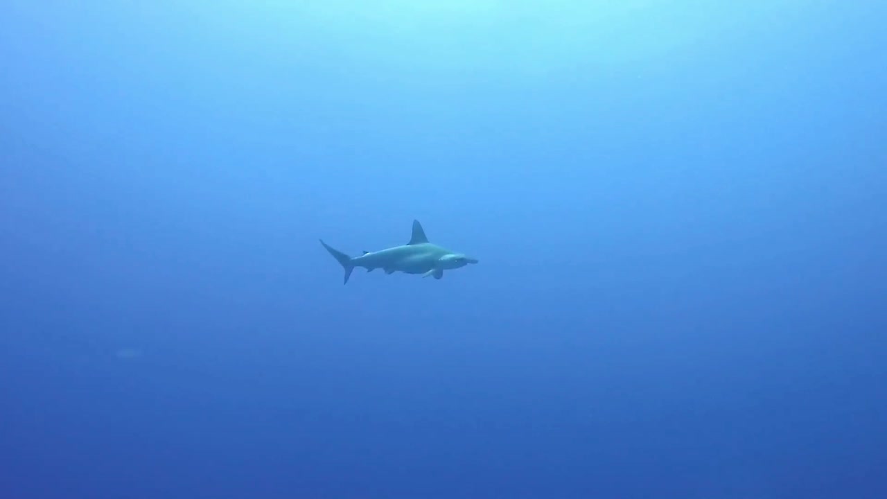 홍해 이집트의 깊고 푸른 바다를 활공하는 귀상어 상어