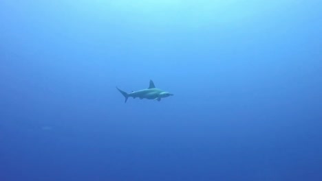 Tiburón-Martillo-Deslizándose-Por-Las-Profundas-Aguas-Azules-En-El-Mar-Rojo-Egipto