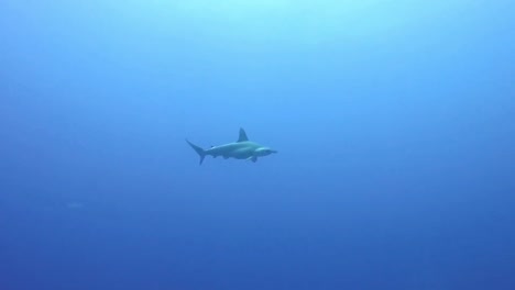 hammerhead shark gliding through the deep blue waters in the red sea egypt