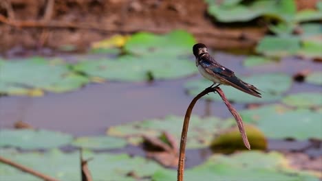 Un-Pequeño-Pájaro-De-Rápido-Movimiento-Que-Se-Encuentra-En-Casi-Todas-Partes-Del-Mundo,-La-Mayor-Parte-Del-Tiempo-Volando-Para-Atrapar-Algunos-Insectos-Pequeños