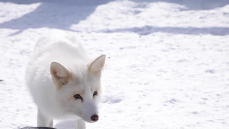 an arctic fox close up in the winter snow