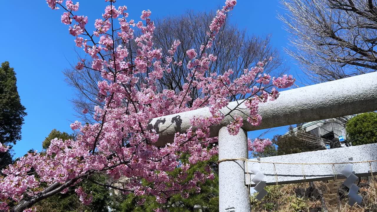 Cherry blossoms framing a Torii gate in Japan, a peaceful and vibrant spring scene