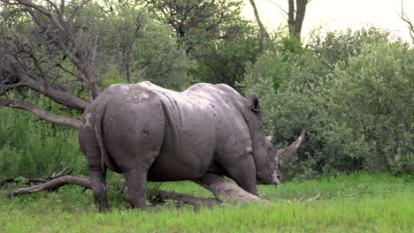 Erstaunliches-Weißes-Nashorn,-Das-Einen-Guten-Alten-Kratzer-Bekommt