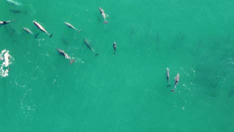 Drone-aerial-shot-of-huge-playful-dolphin-group-pod-nature-at-Terrigal-Beach-Pacific-Ocean-NSW-Tourism-Australia-Central-Coast-tourism-4K
