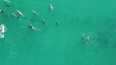 drone aerial shot of huge playful dolphin group pod nature at terrigal beach pacific ocean nsw tourism australia central coast tourism 4k