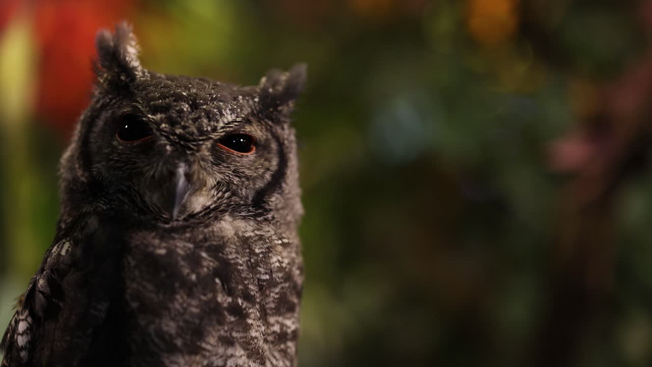 búho girando la cabeza, parpadeando contra un telón de fondo colorido