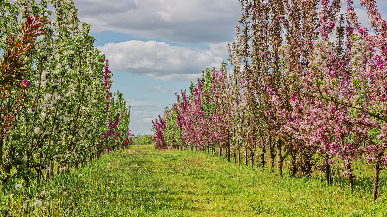 Cielo nuvoloso su una fila di meli in un frutteto con fiori primaverili - time lapse.