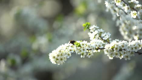 Weiß-Blühender-Baum-Im-Zeitigen-Frühjahr