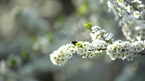 white flowering tree in early spring