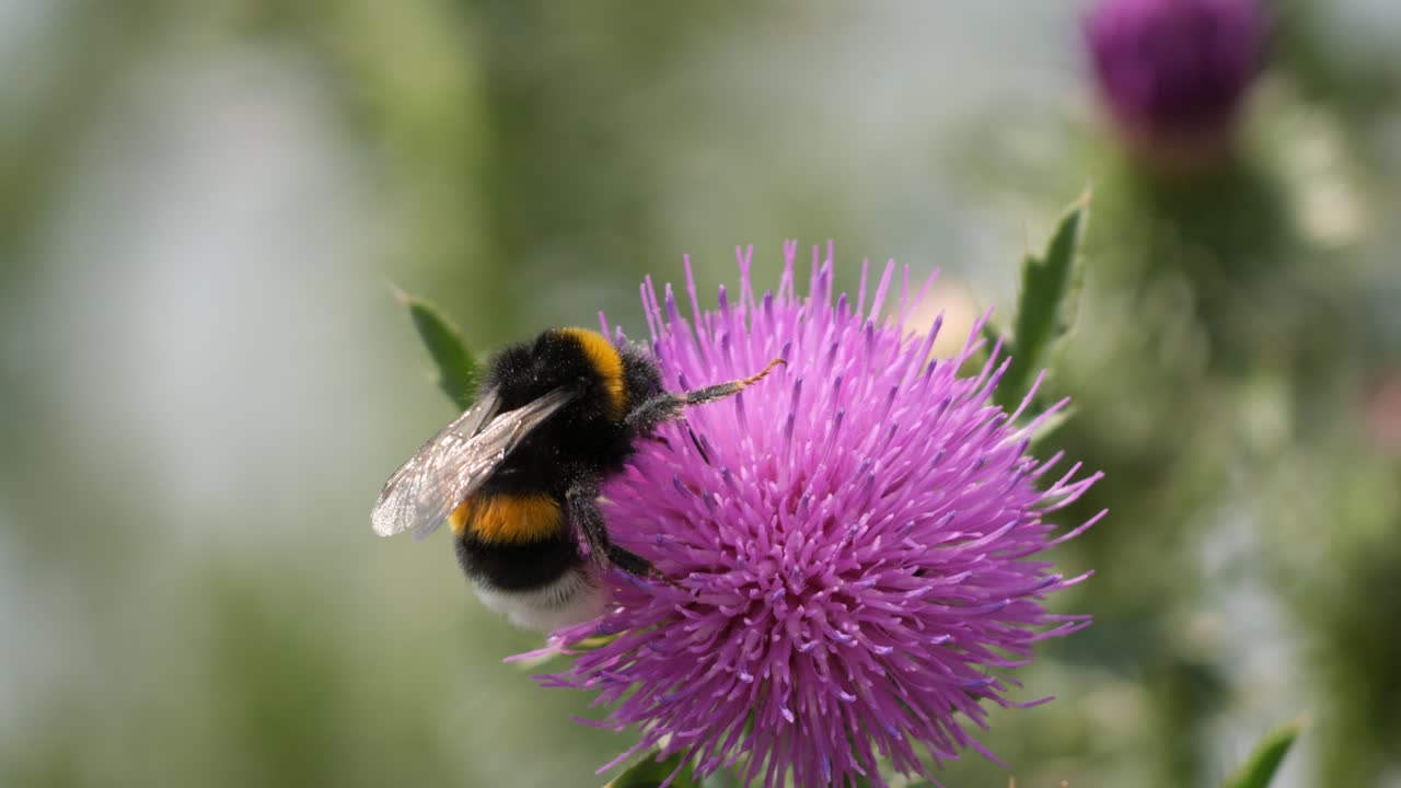 el cardo de algodón o el cardo escocés se balancean suavemente en el viento atrayendo a los abejorros que recogen el polen de cerca