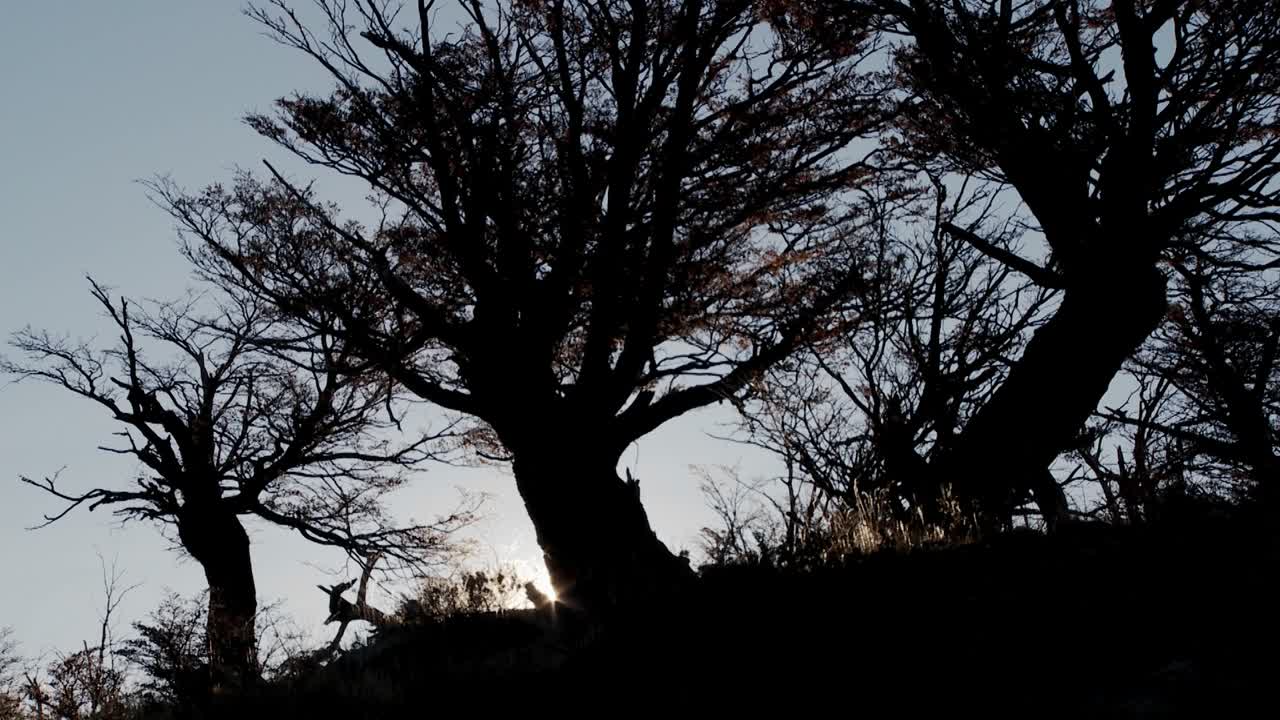Silhouetted giant dark trees in a forest