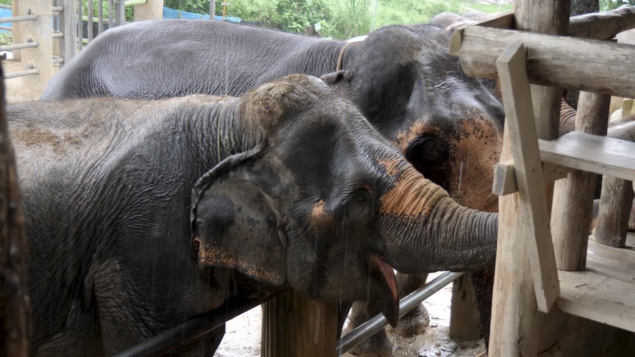 Elephants in an eco-tourism sanctuary, enjoying a peaceful moment together in Chiang Mai, Thailand
