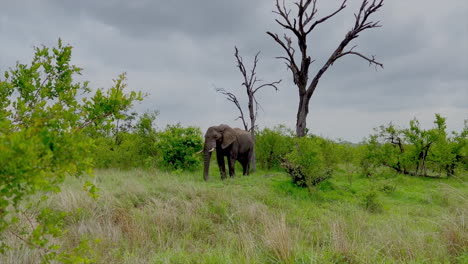 Elefante-Halar-Foco-Arbusto-Parque-Nacional-Kruger-Pastoreo-Comiendo-Hierba-Sudáfrica-Cinco-Grandes-Errante-Temporada-Húmeda-Primavera-Exuberante-Verdor-Johannesburgo-Vida-Silvestre-Cinemático-Camara-Lenta-Movimiento-Circular