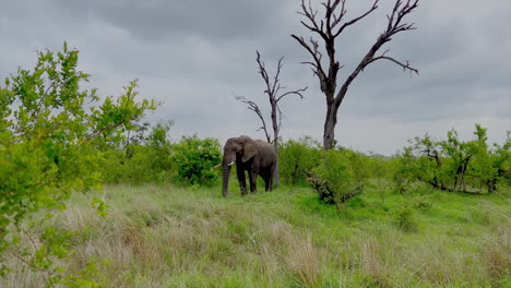 elefante tirón enfoque arbusto parque nacional kruger pastoreo comer hierba sudáfrica cinco grandes vagando temporada de lluvias primavera exuberante vegetación johannesburg vida silvestre cinematográfica cámara lenta movimiento circular