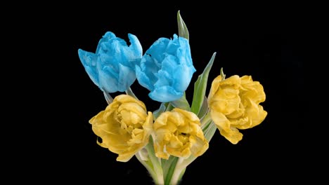 beautiful yellow and blue tulips flowers background. beautiful bouquet of tulips flowers a black background. timelapse of yellow and blue tulips flowers opening. spring, mother's day, valentine's day, holiday, love, birthday, easter backgro