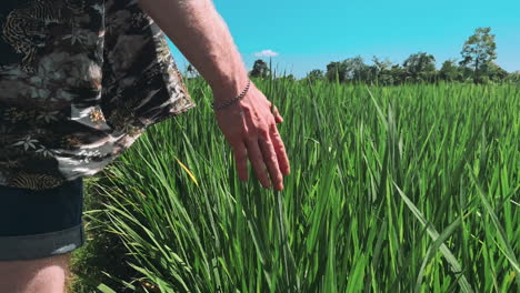male hand touching a wheat grass