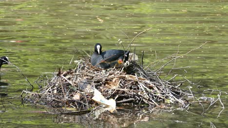 Blässhuhn-Fulica-Atra-Nistet-Mit-Seinen-Bunten-Küken-Auf-Einem-Nest-Mitten-In-Einem-See