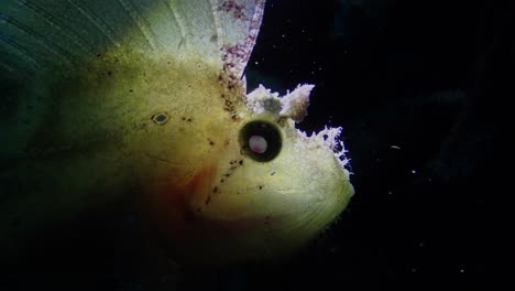 close up of a leaf scorpionfish at night