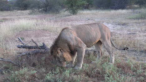 a hungry old lion forages in the dirt for food to survive